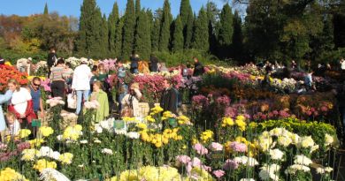 Бал хризантем в Никитском ботаническом саду! — фото 14