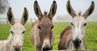 Семейное путешествие: Чудо ослики и красоты Каралезской долины — фото 1